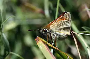antenna and wing undersides (this picture is a Small Skipper)