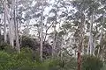 Eucalyptus oreades at Narrow Neck, Katoomba