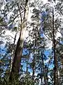 Blue Mountains Ash on Mount Banda Banda