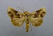 Euchalcia consona