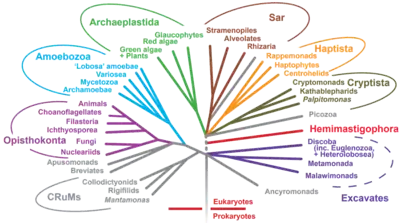 Eukaryotic tree of life showing the diversity of eukaryotic cells.