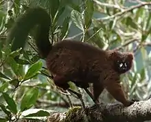 A red-bellied lemur stands on a branch, rubbing his rump against some smaller branches.
