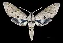 Eumorpha translineatus