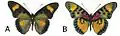 E. s. sarcoptera male dorsal (a); ventral (b)