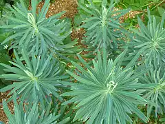 Missouri Botanical Garden