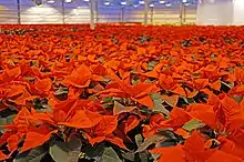 Wall-to-wall red and green plants inside a greenhouse