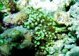 Euphyllia glabrescens