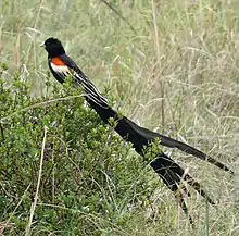 Photograph of a bird with an exceptionally long tail