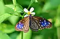 Striped blue crow, genus Euploea