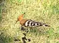 African Hoopoe