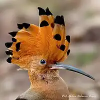 Hoopoe in Satchori National Park, Bangladesh