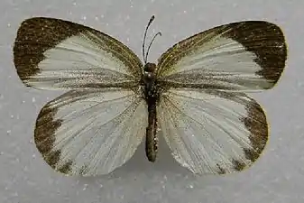 Female