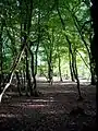 Hornbeam coppice, Pond Wood, Essex