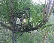 Cluster of European pine sawflies eating on an Austrian pine.  This picture was taken in mid-May, when the sawflies have been eating for about a month at this point.