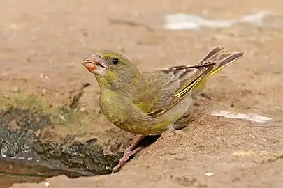 Female C. c. voousi, Morocco