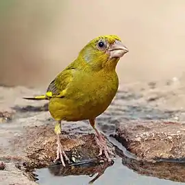 Male C. c. voousi, Morocco