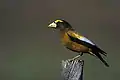 Male evening grosbeak in Truchas, New Mexico