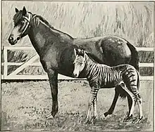 Photograph of the striped offspring of a horse mother and a zebra father