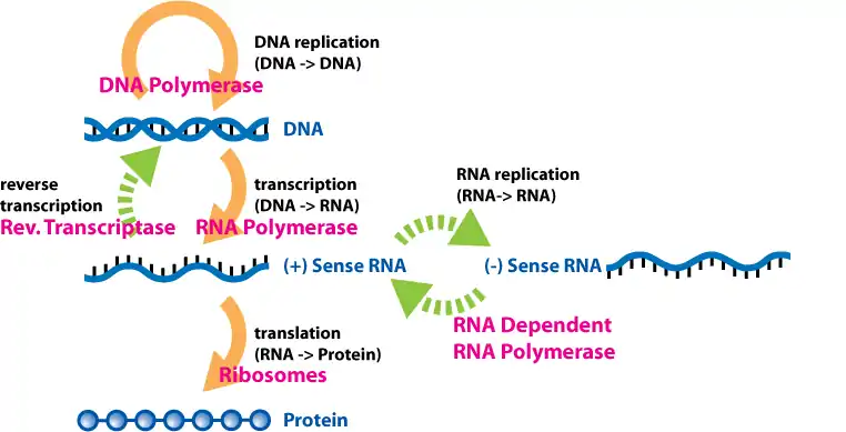 extended central dogma