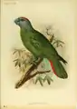 The Martinique amazon, Amazona martinicana, is an extinct species of parrot in the family Psittacidae.