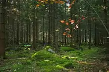 Coniferous forest on the isle of Mattön, in the northeast of the park