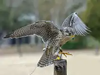 Prairie falcon - gyrfalcon hybrid at Avian Conservation Center, near Charleston, South Carolina, USA