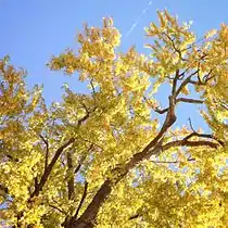 Fall foliage in Edgewood