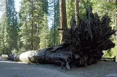 Fallen Monarch, a fallen giant sequoia that greets visitors at the parking lot.