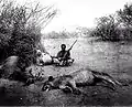 Prince Dimitrie Ghica with his man-eating lion trophy at Del-Marodile, 1894, Somaliland. Note the mule for bait.