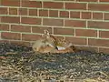 A white-tailed deer fawn, just hours old, outside the entrance to Medical at the DuPont Experimental Station.