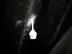 Egg sac of A. brunnea