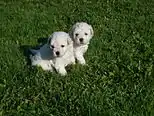 White Puli puppies