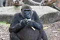 Female western gorilla