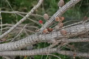 The female inflorescence and early stages of cone development on inner branches
