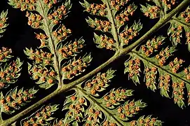Sporangia of Dryopteris filix-mas