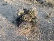 Fishhook barrel cactus cluster near Sahuarita, Arizona.