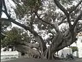 Ficus macrophylla, behind town hall of Bordighera.