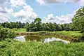 A field pond used by the cows raised at the G.T. Wilburn Grist Mill.