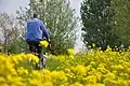 Cycling through rapeseed fields, Polsbroekerdam.