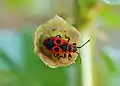Firebug on fruit of Malva sylvestris