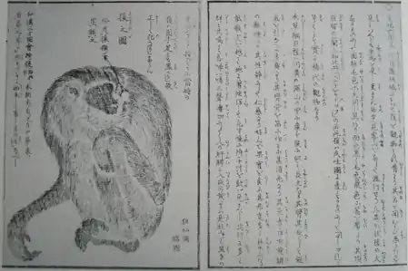 Graphic record of the first gibbon imported to Japan.