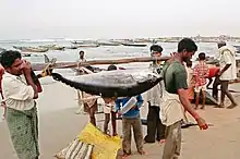 Fishermen in Visakhapatnam, India, returning with a tuna