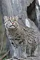 Fishing cat (Prionailurus viverrinus)