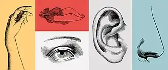Picture of the five senses