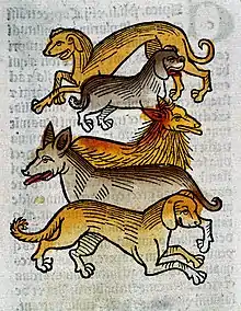 Image 37"Five different types of dogs", c. 1547. (from Dog breed)