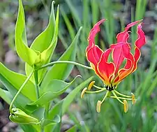 The national flower along the edges of the dam.