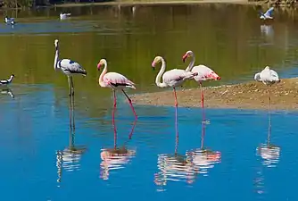 Adults at the Albufera de Valencia lagoon, Spain