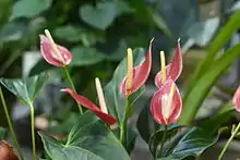 Flamingo Flower