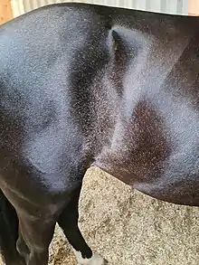 This ticking is commonplace in rabicano's and can spread more as the horse ages. Is is not roaning and can be confused as such. This horse is genetically tested to not carry the roaning, dun or the greying gene.