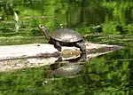 Western pond turtle